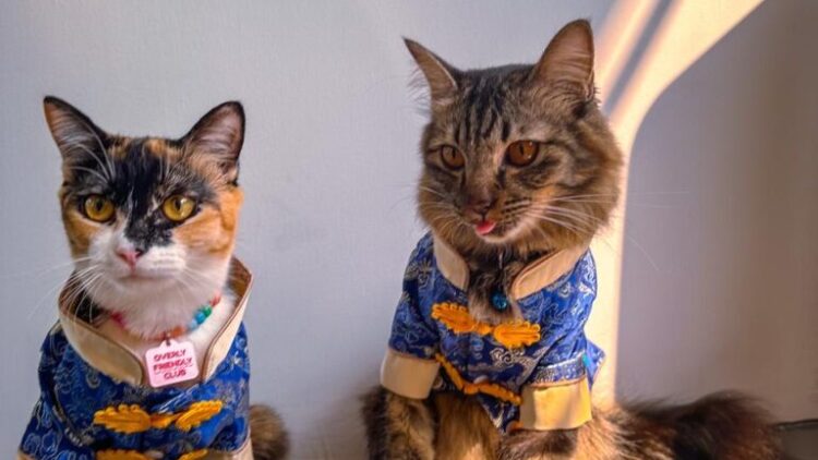 Πώς είναι να είσαι εγκλωβισμένος με τα κατοικίδια σου στο Ντουμπάι: Η μαρτυρία μιας Ελληνίδας
