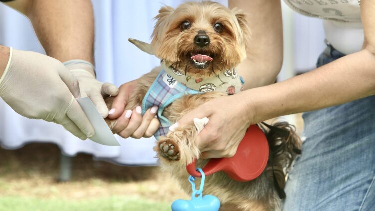 A Day With My Pet: Η πιο fun γιορτή του topetmou.gr, σήμερα στην Πετρούπολη