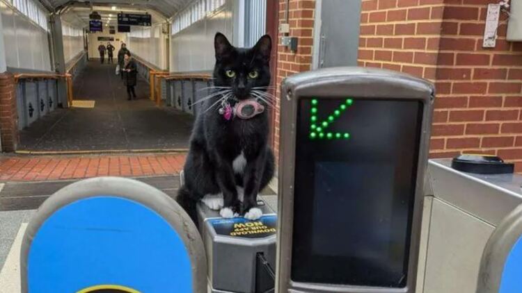 Η γάτα που πήρε μόνη της το τρένο και έκανε ένα ταξίδι σχεδόν 30 χιλιομέτρων