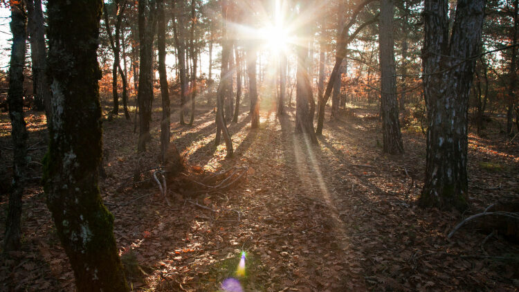 Δρυόδασος Μογγοστού: Ένα στολίδι της φύσης μιάμιση ώρα μακριά από την Αθήνα