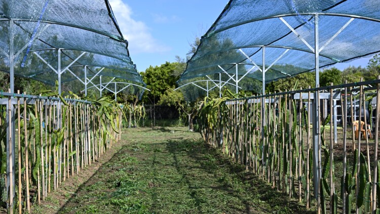 The Dragonfruit Farm: Μία πειραματική καλλιέργεια τροπικών φυτών στην Καλαμάτα