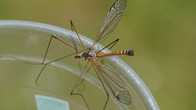 Τιπουλίδες: Γιατί δεν πρέπει να σκοτώνετε τα έντομα που μοιάζουν με γιγάντια κουνούπια