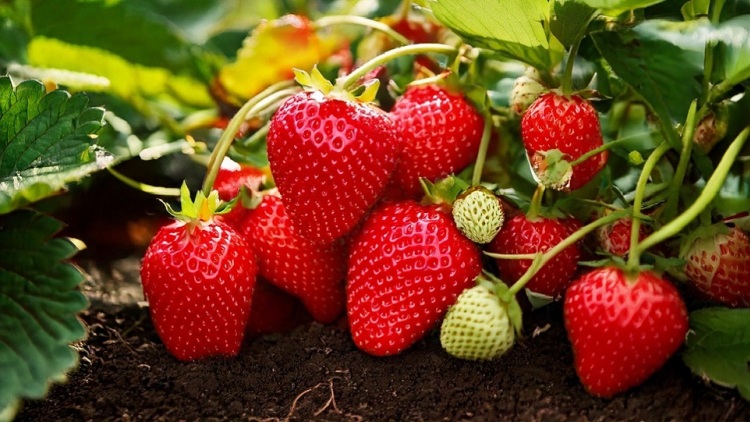 Φράουλες: Τι θα συμβεί στον οργανισμό αν τις καταναλώνουμε καθημερινά; (+συνταγή)