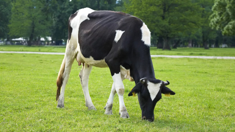 Τι είναι ο αφθώδης πυρετός, τα συμπτώματα και τα μέτρα: Ερωτήσεις και απαντήσεις από το υπουργείο Αγροτικής Ανάπτυξης