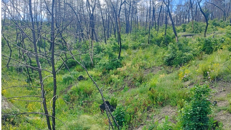 Η αναγέννηση του δάσους της Δαδιάς μέσα από την επιστροφή των πουλιών
