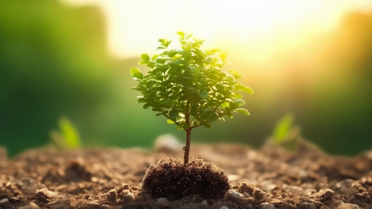 Η πράσινη πλευρά της επιχειρηματικότητας - Το αποτύπωμα της Deloitte Ελλάδoς