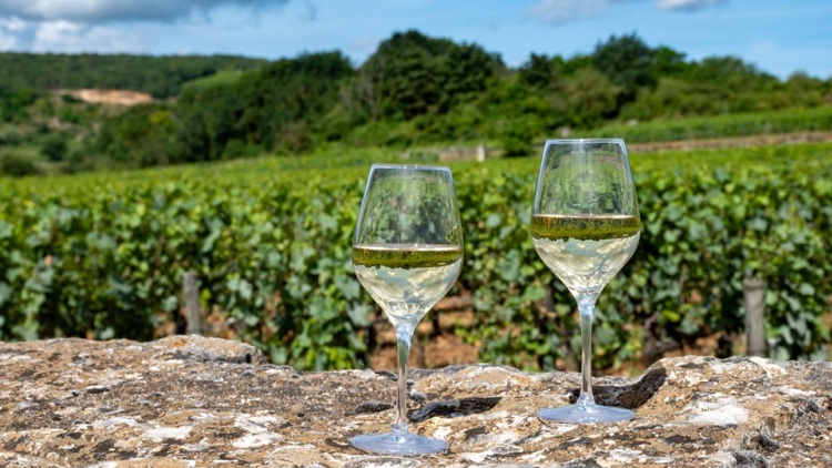 Σπάνιες λευκές ποικιλίες: 20 κρασιά που ξεχωρίσαμε