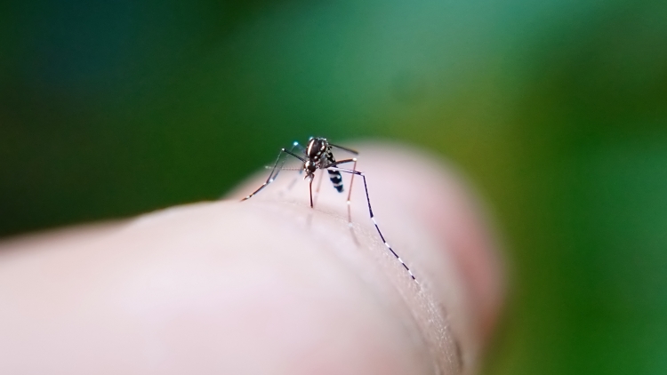 Κουνούπια - Ιός Τσικουνγκούνια: Η πιο επικίνδυνη εστία δεν είναι στην Κίνα – Πού βρίσκεται σύμφωνα με τον ειδικό
