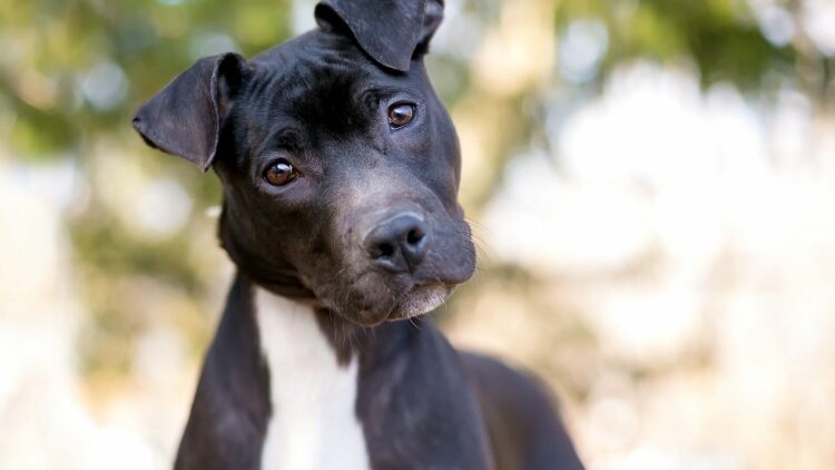 Αυτή είναι η πρώτη λέξη που πρέπει να μάθει ένας σκύλος