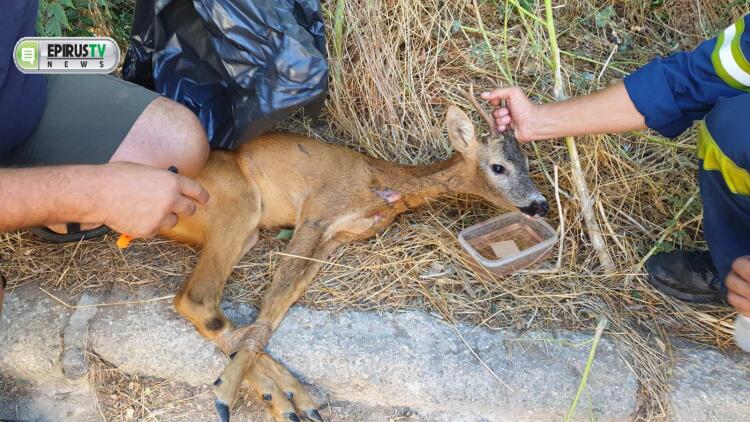 Διάσωση ζαρκαδιού ου περιπλανιόταν στην πόλη των Ιωαννίνων - Δείτε βίντεο και φωτογραφίες