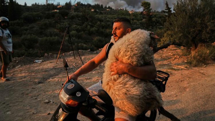 Συγκινητικές εικόνες από διασώσεις ζώων στην Αχαΐα - Νεαρός αγκαλιά με πρόβατο πάνω στο μηχανάκι για να το σώσει από τη φωτιά