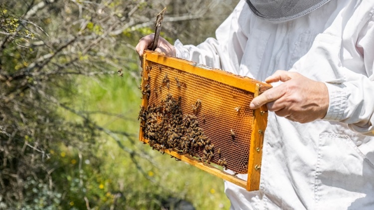 Τα τρία ελληνικά μέλια που είναι ΠΟΠ