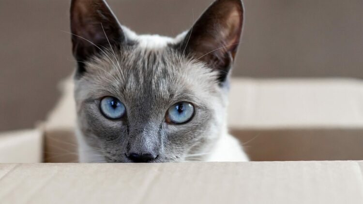 4 πράγματα που πιστεύουμε για τις γάτες αλλά δεν ισχύουν