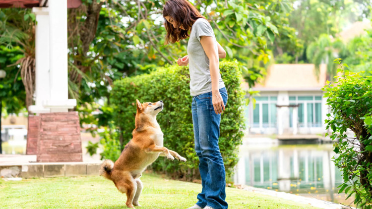 Μπορεί ένας άγνωστος σκύλος να «διαβάσει» τον χαρακτήρα σας; Τι αξίζει να γνωρίζετε