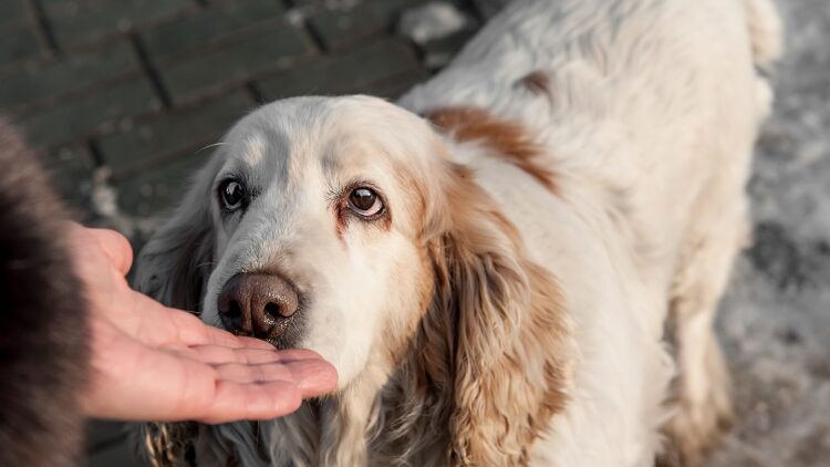 Οι απίστευτοι τρόποι που αντιδρούν οι σκύλοι όταν μυρίσουν κάποιον που είναι άρρωστος