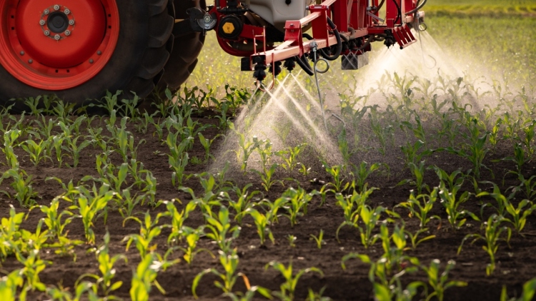 Το πασίγνωστο φαρμακευτικό φυτό για δυνατή μνήμη – Πολύτιμος σύμμαχος κατά της άνοιας