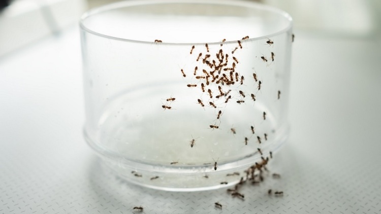 Μυρμήγκια στην κουζίνα: Πώς θα απαλλαγείτε από αυτά
