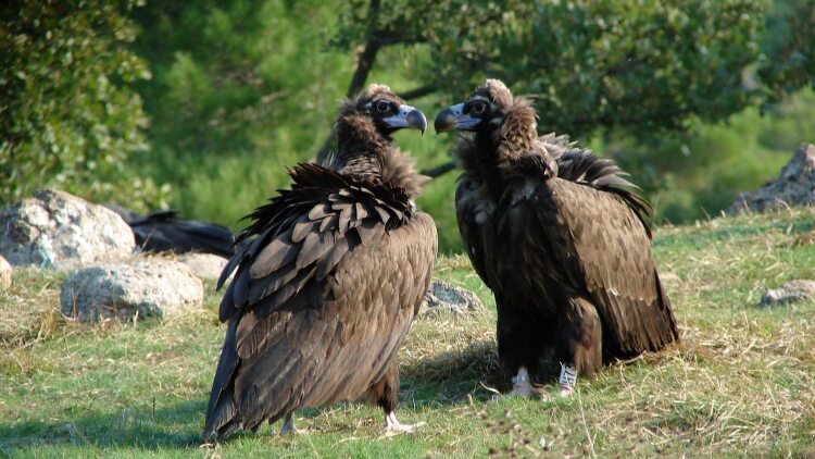 Μέτρα για την προστασία των μαυρογυπών στον Έβρο μετά το περιστατικό δηλητηρίασης παίρνει το υπουργείο Περιβάλλοντος