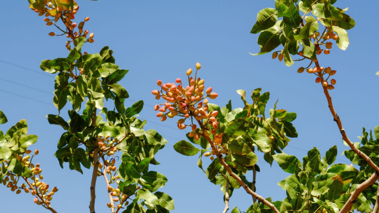 Το Φιστίκι Μεγάρων: Παράδοση γενεών και καινοτομία