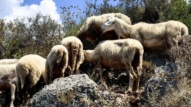 Στα 84 εκατ. ευρώ αυξάνεται η συνολική αποζημίωση στους κτηνοτρόφους που επλήγησαν από την ευλογιά