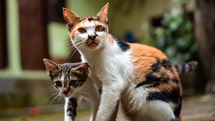 Θυμούνται οι μαμάδες γάτες τα μωρά τους αφού τα αποχωριστούν; Τι ακριβώς συμβαίνει