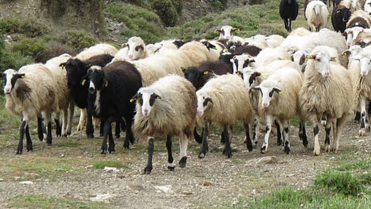 Στη φυλακή πατέρας και γιοι που έκλεψαν τουλάχιστον 850 πρόβατα στο Λασίθι