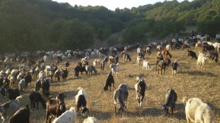 Κρούσμα καταρροϊκού πυρετού σε μονάδα εκτροφής αιγοπροβάτων στη Μεσσηνία