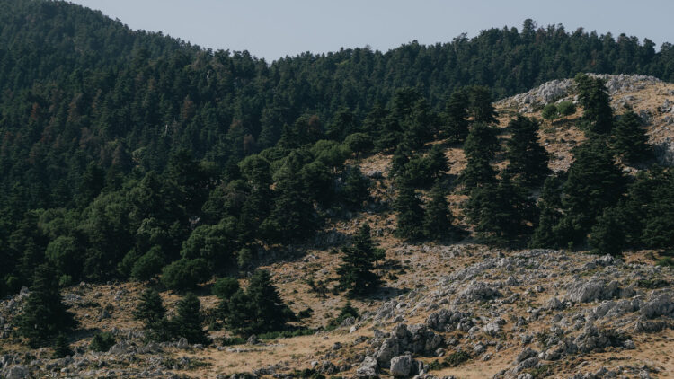 Ανάβαση στα έλατα του Αίνου στην Κεφαλονιά 
