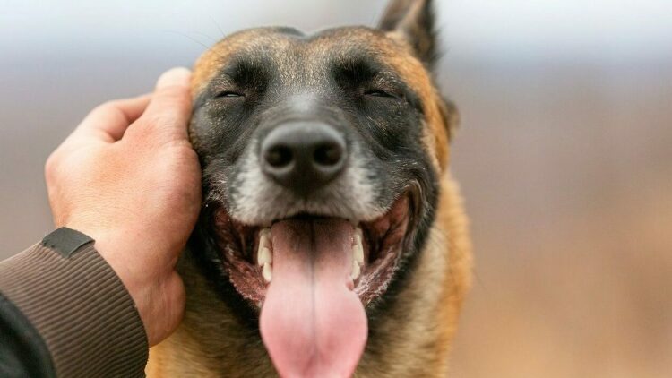 Θεία λειτουργία και αγιασμός για σκύλους και γάτες στη Ρόδο