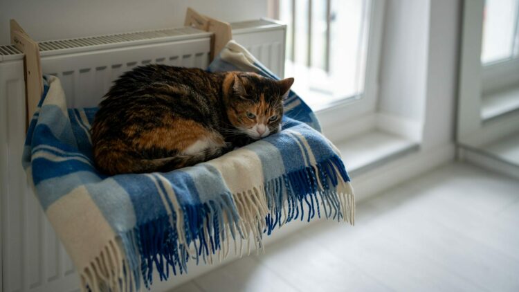 Πώς θα καταλάβετε αν η γάτα σας κρυώνει