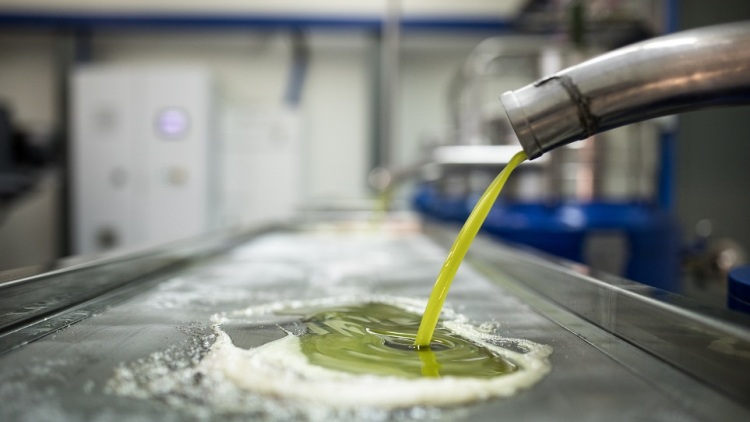 Από το λιοτρίβι στο σπίτι: Πώς φυλάμε το φρέσκο ελαιόλαδο για να μείνει αρωματικό και γευστικό όλο τον χρόνο