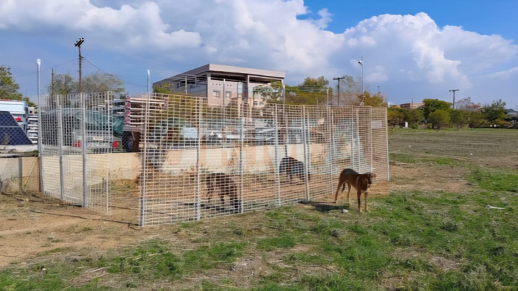 Επιχείρηση «αγέλη Πυλαίας»: Αναστάτωση στη Θεσσαλονίκη από αδέσποτα σκυλιά - «Το παιδί μου φοβήθηκε πάρα πολύ»