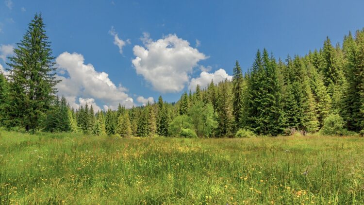 Ελατιά Δράμας: Το καταπράσινο δάσος στα βουνά της
