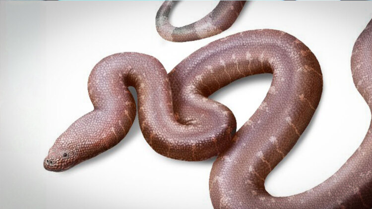 Παραδοξοφίδιο, ένα νέο είδος προϊστορικού φιδιού που ανακάλυψε Έλληνας παλαιοντολόγος