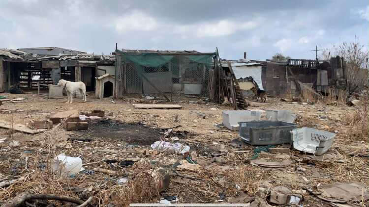 «Κολαστήριο» για ζώα στα παλιά σφαγεία Νέας Αλικαρνασσού, σε άθλια κατάσταση σκύλοι, άλογα και πρόβατα - Μία σύλληψη