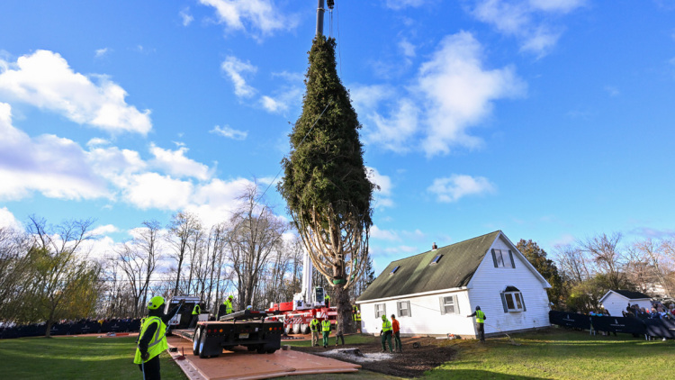 Έλατο 100 ετών από τη Νέα Υόρκη θα στολίσει τα Χριστούγεννα το Rockefeller Center - Η συγκινητική ιστορία του