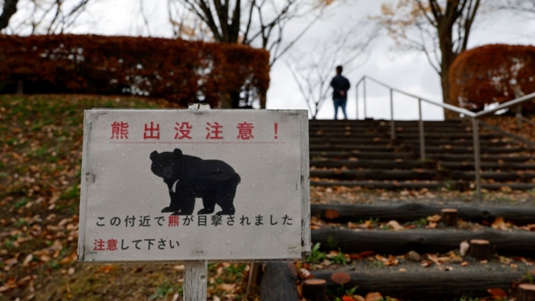 Ιαπωνία: Οι αστυνομικοί έχουν πλέον άδεια να πυροβολούν αρκούδες μετά τις επιθέσεις ρεκόρ φέτος 