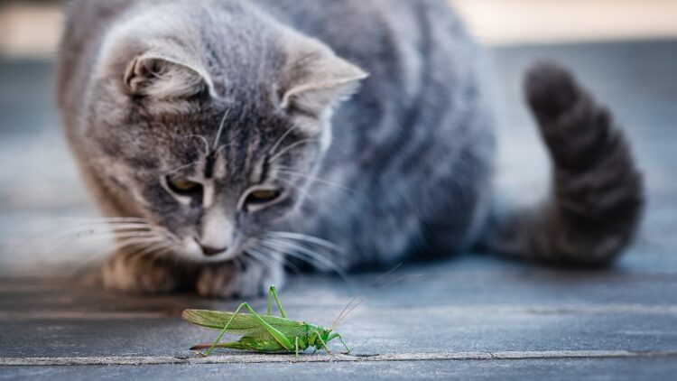 Πώς πρέπει να αντιδράσετε όταν η γάτα σας σάς φέρει ένα ζωάκι για «δώρο»