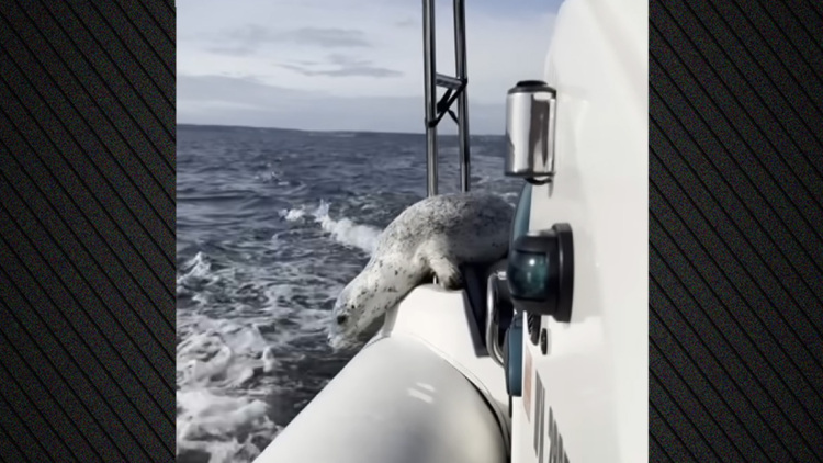 Η... μεγάλη απόδραση: Φώκια ξεφεύγει από τις όρκες πηδώντας στο σκάφος φωτογράφου, δείτε βίντεο