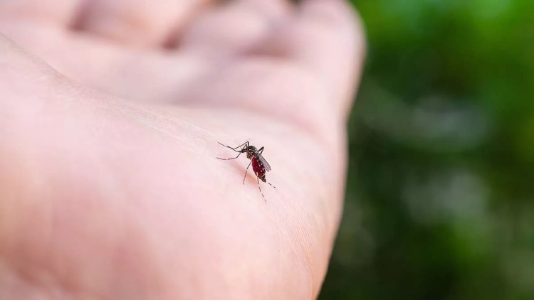 Ιός Δυτικού Νείλου: Ποια χώρα της ΕΕ σημειώνει ρεκόρ κρουσμάτων – Η θέση της Ελλάδας
