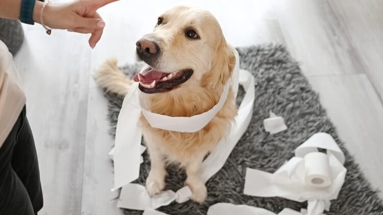 Γιατί δεν πρέπει να λέτε τη λέξη «όχι» στον σκύλο σας- Τι να κάνετε αντί για αυτό