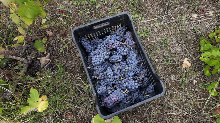 
4 οινοποιεία στους πρόποδες του Ολύμπου
