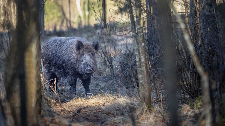 Αντιδράσεις για τις επιχειρήσεις θανάτωσης αγριόχοιρων στην Πολιτεία: Kάτοικοι έπεσαν πάνω σε οπλισμένους κυνηγούς μέσα στο δάσος