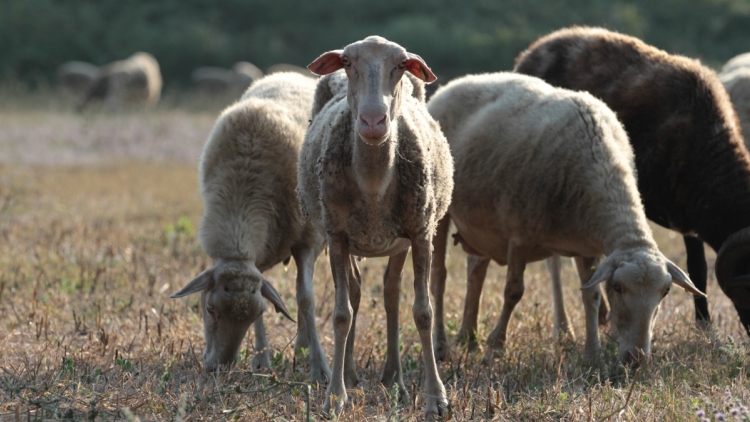 Νέο μοντέλο διαχείρισης στην ευλογιά των αιγοπροβάτων – Διαφάνεια και αυστηροί έλεγχοι στα βιολογικά 