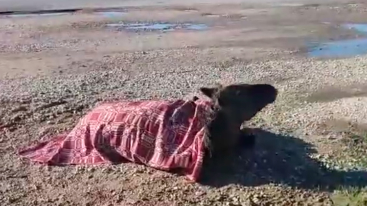 Ευθανασία στο άλογο που τραυματίστηκε στο τροχαίο στη Στράτο Αγρινίου -  Η κατάσταση του ήταν μη αναστρέψιμη
