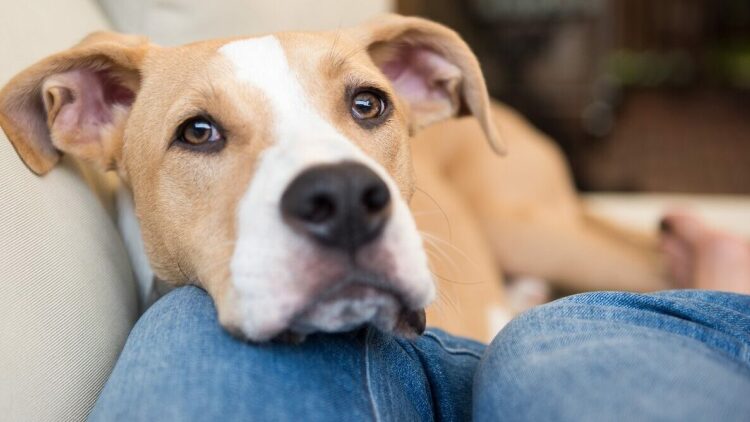 Ποιες είναι οι αγαπημένες λέξεις του σκύλου μας