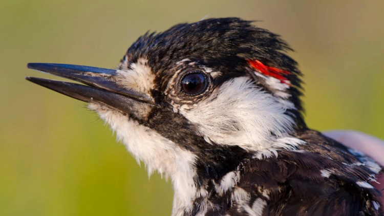Το σπάνιο πουλί που εξαφανίστηκε πριν 30 χρόνια, αλλά επιστρέφει!