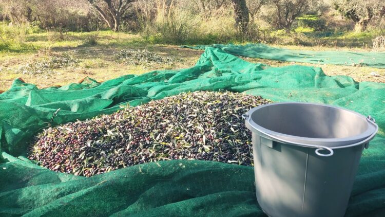 ΑΑΔΕ για ελαιοπαραγωγούς: Από 1 Μαΐου 2026 η Α' φάση ψηφιακής παρακολούθησης διακίνησης αποθεμάτων
