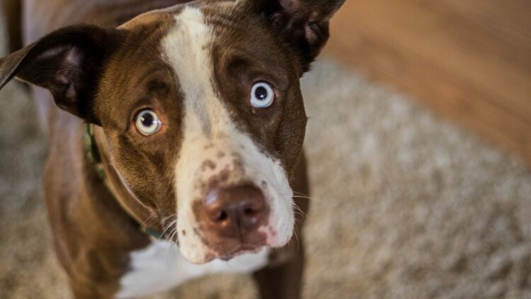 6 τρόποι με τους οποίους ο σκύλος μας «ζητάει βοήθεια» όταν δεν είναι καλά