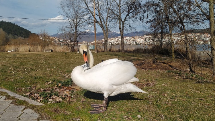 Η ιστορία του μοναχικού κύκνου που έχασε το ταίρι του και μετά από 3,5 χρόνια έκανε οικογένεια